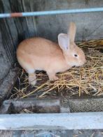 LapinFauve mâle, Dieren en Toebehoren, Mannelijk