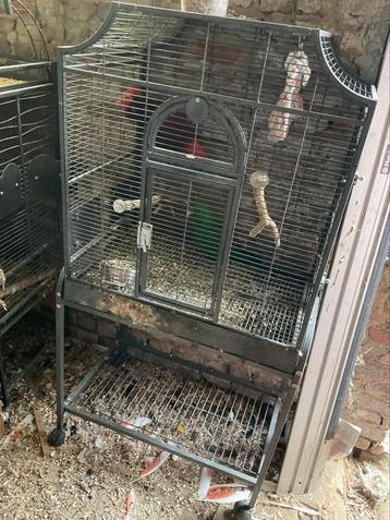 papagaaien & parkieten Voliére MODEL F beschikbaar voor biedingen