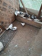 Mooie duiven te koop, Dieren en Toebehoren, Vogels | Duiven