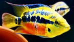 Mooi gekleurde cichliden, Animaux & Accessoires, Poissons | Poissons d'aquarium, Poisson, Poisson d'eau douce