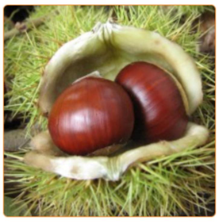 Verse kastanjes / marrons / chestnuts  1/2e winkelprijs, Diversen, Levensmiddelen, Ophalen
