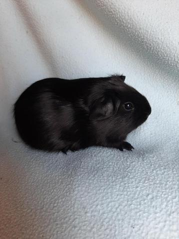 Zwart gladhaar cavia beertje, Mâle, Cobaye, Domestique