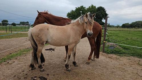 Fjorden ruin van 3.5 jaar, Dieren en Toebehoren, Paarden, Ruin, Zadelmak, Minder dan 160 cm, 3 tot 6 jaar, Recreatiepaard, Gechipt
