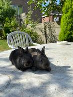 Konijn, Dieren en Toebehoren, Konijnen, Meerdere dieren, Klein, 0 tot 2 jaar