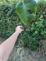 Monstera stek, Groene kamerplant, Ophalen