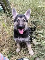 Chiots bergers allemands, Animaux & Accessoires, Chiens | Bergers & Bouviers, Plusieurs, Parvovirose, Belgique, Berger