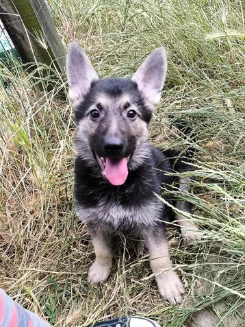 Duitse herder pups  beschikbaar voor biedingen