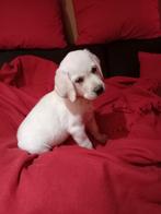 Labrador teefje 9 weken, Dieren en Toebehoren, Honden | Retrievers, Spaniëls en Waterhonden, België, Particulier, 8 tot 15 weken