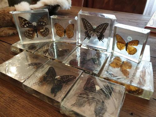 Vlinders in hars, nieuw in plastic! €5,- per stuk. Insecten, Verzamelen, Dierenverzamelingen, Nieuw, Opgezet dier, Insect, Ophalen of Verzenden
