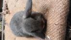 Nederlands hangoortje te koop voedster minilop mag het nestj, Dieren en Toebehoren, Konijnen