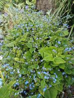 Brunnera Macrophylla – lange bloei – winterhard, Tuin en Terras, Vaste plant, Halfschaduw, Lente, Ophalen