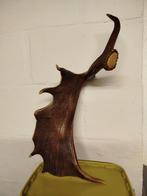 Damherten gewei., Enlèvement