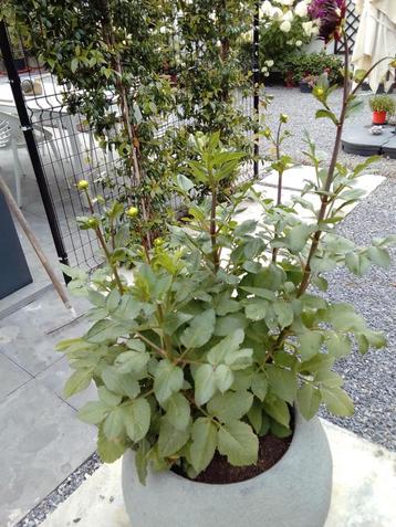 Dahlia in grote stenen pot, Enlèvement