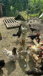 Poulets et coqs Shamo, Animaux & Accessoires, Volatiles