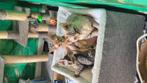 Devon-Rex, Dieren en Toebehoren
