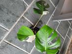 Monstera bonte plant, Huis en Inrichting, Kamerplanten, Ophalen, Halfschaduw, In pot, Minder dan 100 cm