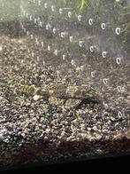 Borstelneus ( nog niet volwassen) te denderbelle, Dieren en Toebehoren, Vis, Zoetwatervis