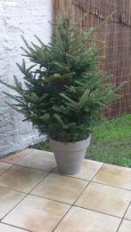 Echte kerstboom, Enlèvement