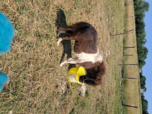Pony, Dieren en Toebehoren, Pony's, Merrie