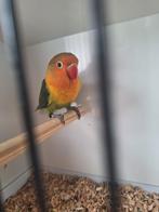 Jonge fischeri agapornis, Geslacht onbekend, Dwergpapegaai of Agapornis, Geringd