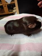 Cavia zeugjes, Animaux & Accessoires, Rongeurs, Domestique, Septembre, Cobaye, Femelle