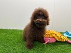 Dwergpoedel pups, Dieren en Toebehoren, Poedel, België, 8 tot 15 weken, CDV (hondenziekte)