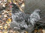 haan kruising australorp 4 mnd, Dieren en Toebehoren, Pluimvee, Mannelijk, Kip