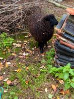 Ouessant schaapen ooien en Bokken, Dieren en Toebehoren, Schapen, Geiten en Varkens, Vrouwelijk, Schaap, 0 tot 2 jaar