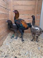 Haan + 2 hennen luikse vechter