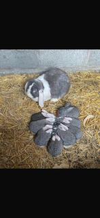 Franse hangoor, Dieren en Toebehoren, Konijnen, Hangoor