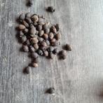 Mirabilis zaad, Ophalen of Verzenden, Voorjaar, Halfschaduw, Zaad