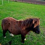 Mini shetlander, Dieren en Toebehoren