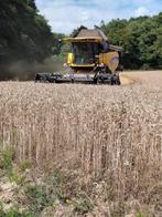 Tarwestro grote balen en kleine balen, Dieren en Toebehoren, Ophalen, Vee