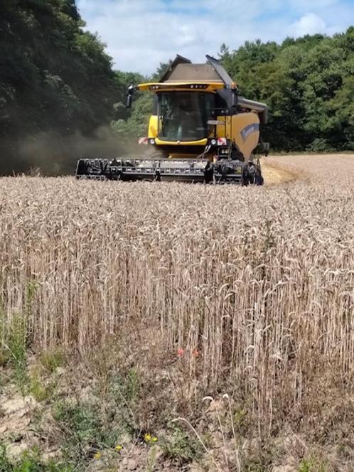 Tarwestro grote balen en kleine balen, Dieren en Toebehoren, Dierenvoeding, Vee, Ophalen