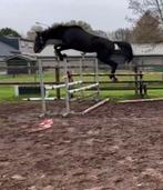 Dourkhan Hero Z x Caridor Z, Dieren en Toebehoren, Springpaard, Gechipt, 0 tot 2 jaar, Hengst