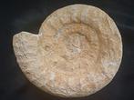 Grande ammonite de France - 31 cm - calamar fossile, Enlèvement ou Envoi, Fossile