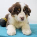 Australische Herder - Belgische pups te koop, CDV (hondenziekte), Meerdere, 8 tot 15 weken, België