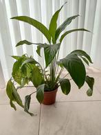 Cuillère Plant Spathiphyllum, Ombre partielle, En pot, Plante verte, Enlèvement
