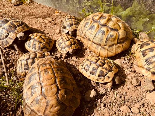 Griekse Landschildpadden, Dieren en Toebehoren, Reptielen en Amfibieën, Schildpad, 3 tot 6 jaar, Tam