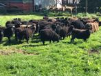 ouessant ooites schaapjes, Meerdere dieren, Schaap, 0 tot 2 jaar