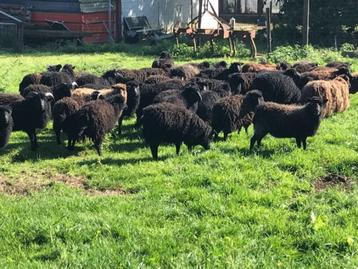 ouessant ooites schaapjes beschikbaar voor biedingen