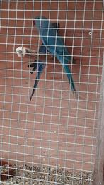 Collier à perruches pour couple 2025, Bagué