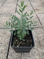 7 stuks Jonge snelgroeiende Russische Lavendel 'Blue Spire', Tuin en Terras, Planten | Tuinplanten, Ophalen of Verzenden, Lente