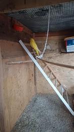 Halsbandparkiet, Tickets en Kaartjes