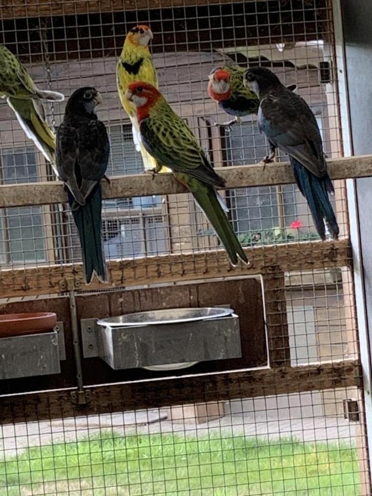 Rosella parkieten, Animaux & Accessoires, Oiseaux | Perruches & Perroquets, Perruche, Plusieurs animaux, Bagué