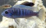 Cichlidés Maylandia Estherae Minos Reef Malawi, Poisson, Poisson d'eau douce