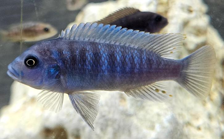 Cichlidés Maylandia Estherae Minos Reef Malawi, Animaux & Accessoires, Poissons | Poissons d'aquarium, Poisson d'eau douce, Poisson