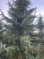 Kerstbomen, Tuin en Terras, Planten | Bomen, Ophalen