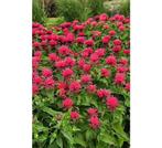 Monarda 'Cambridge scarlet', Ophalen, Zomer, Vaste plant, Volle zon