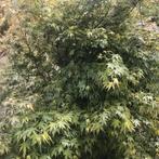 Acer palmatum, Enlèvement, Ombre partielle